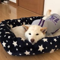 ベッドでふて寝