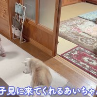 赤ちゃんとお留守番