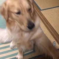 シュバッと勢いよく前足を上げた