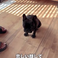 アピールしているドムくん