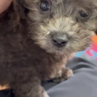 じっとカメラを見る子犬の犬