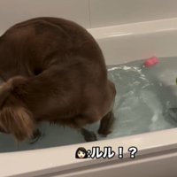 湯船に入る犬