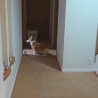 お兄ちゃんの部屋を覗いています