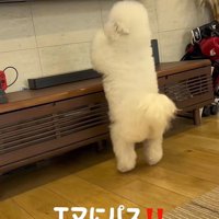 「僕にパスして！」