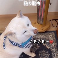 ストーブの横で座る犬