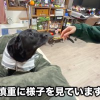 お互いに様子をうかがっています