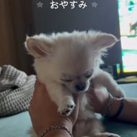 眠る犬3