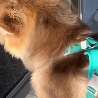 病院についた琥珀くん