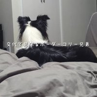 ドアを見つめる白黒模様の犬