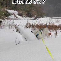 雪の上は得意じゃないみたい…