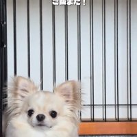 飼い主さんを見るわんこ
