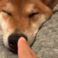 柴犬の鼻をつつく
