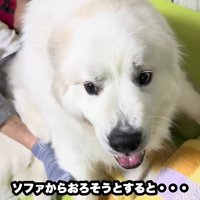 牙をむいてプンプン