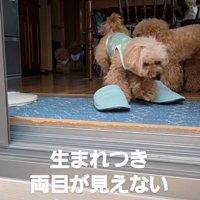 犬たちが暮らす家の様子