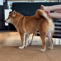 飼い主さんの足でセルフなでをする犬
