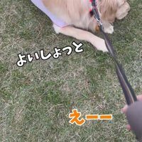 芝生に寝転がる犬