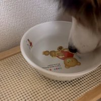 不思議そうなさつまくん