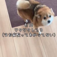 飛び跳ねる犬