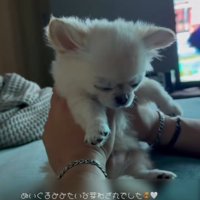 眠る犬2