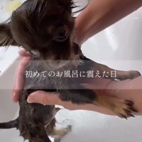 濡れている犬
