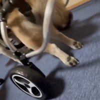 力を抜いてぶら下がる犬