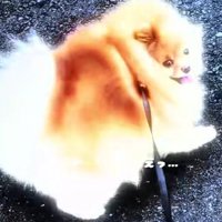 「まさか動物病院…？」