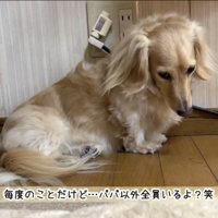 俯くダックスフンド「毎度のことだけど〜」