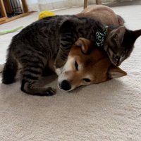 あんずちゃんが大好きなゆずくん