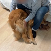おしりを撫でてもらう犬