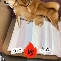 うにちゃん＆きぬ君の日常2