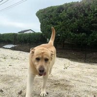 走るレイスくん