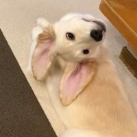 耳が大きいWILLくん