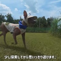 楽しそうな姿が可愛い♪