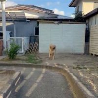 ボール
