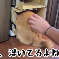 ダンボール箱に籠城