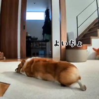 お昼寝でもしようかな