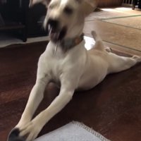 顔を振りながら遊ぶ犬