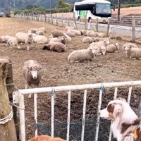 近づいてくるヒツジ