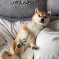 飼い主の足の上にもたれかかる犬
