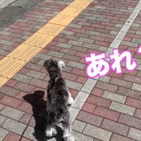パパさんを見て立ち止まりました
