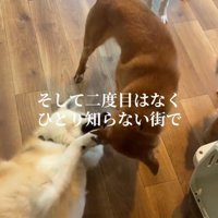 他の犬とじゃれ合う犬
