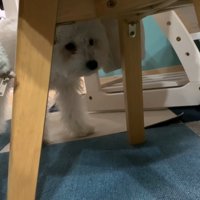 動く犬のおもちゃを見たいちごちゃん＆ミルクくん6