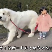 子どもの隣で歩調を合わせる犬