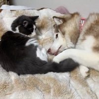 シャンテちゃん＆バロンちゃん3