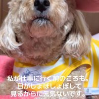 「お仕事行ってくるね」と撫でたら…