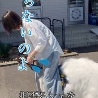「シャンプーはしたくない！！」