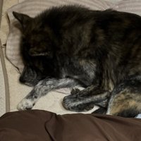 気持ち良さそうにスヤスヤ