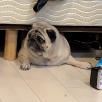 横を向くしーちゃん