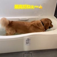 お風呂で水しぶきをあげる犬3