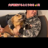顔をなめる犬